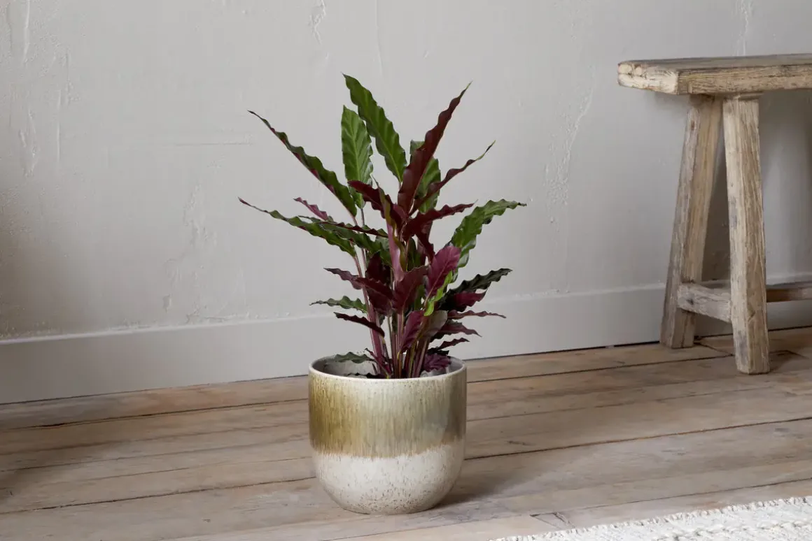 Almeida Reactive Glaze Plant Pot - Olive & Natural