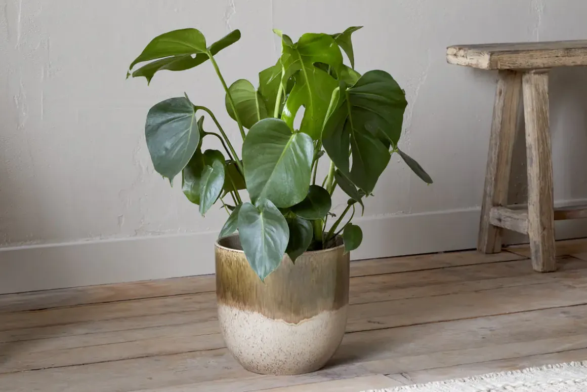 Almeida Reactive Glaze Plant Pot - Olive & Natural