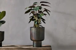 Dasalla Planter - Aged Brass